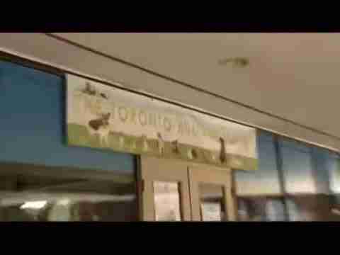 探索人猫交流新方式：猫语翻译App评测与应用