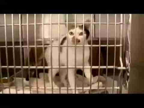 探索人猫交流新方式：猫语翻译App评测与应用