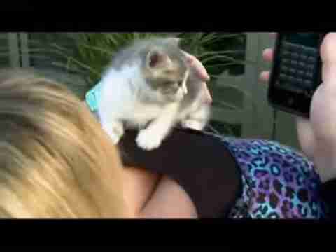 探索人猫交流新方式：猫语翻译App评测与应用