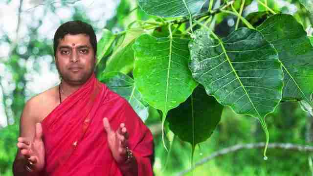 探索菩提树的象征意义、养护方法及其在信仰中的地位