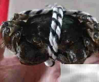 新鲜螃蟹运输方法