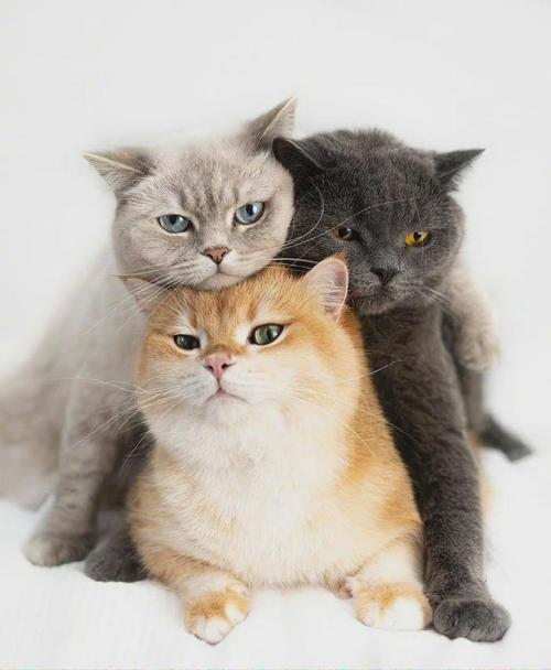 猫咪每天睡多久？揭秘睡眠真相