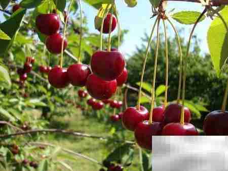 水果店进货渠道全攻略