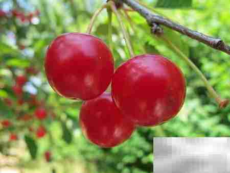 水果店进货渠道全攻略