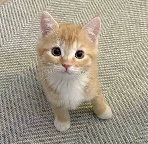 猫咪为何爱钻纸箱？真相揭秘