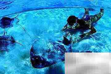 马尔代夫潜水全攻略