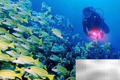 马尔代夫潜水地点与技巧详解
