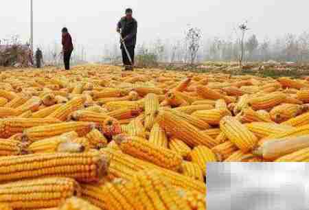 玉米收购账务处理指南