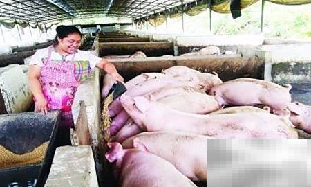 猪肉收购技巧和注意事项详解