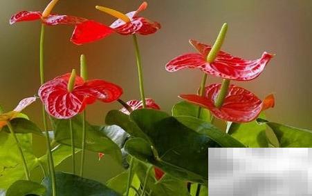 适合长期开花的易养花卉有哪些