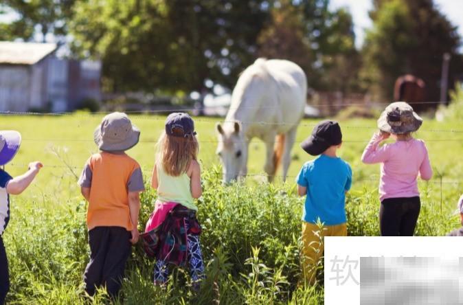 森林动物学校揭秘与趣味故事