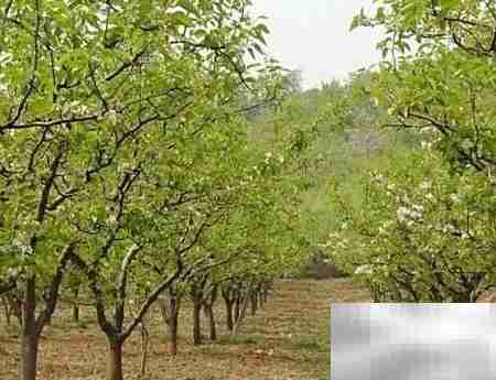 2017苗圃投资指南