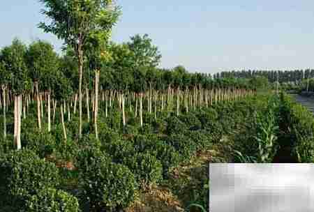 2017苗圃投资指南