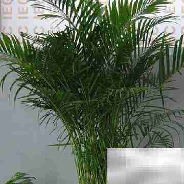 出租房布置技巧：简约又美观