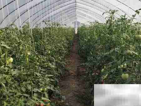 土地流转实践案例精选