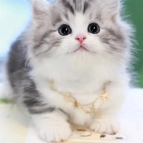 猫咪摇尾巴是啥心情？