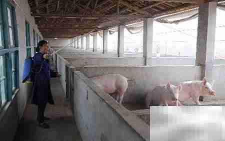 养猪场管理四大关键