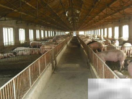 养猪场管理关键要点解析