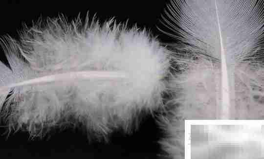 衣服成分中80%DOWN是什么意思