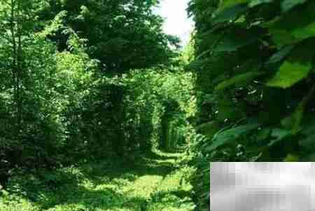 园林植物色彩搭配技巧