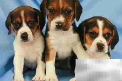 狗与人类DNA差异有多大