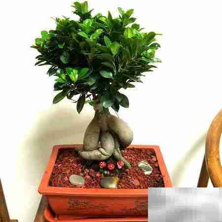 摇钱树养护全攻略