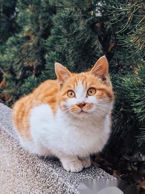 猫咪推物是天性，揭秘行为原因