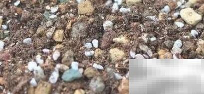 艳日辉养护技巧与心得分享