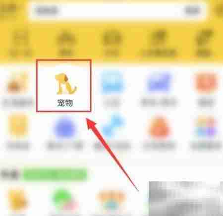 疫情期间狗粮短缺应对指南