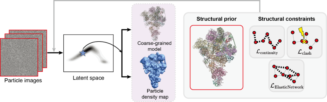 ByteDance Research登Nature子刊:AI+冷冻电镜,揭示蛋白质动态