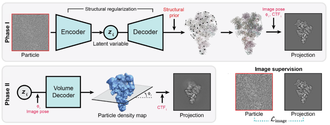 ByteDance Research登Nature子刊:AI+冷冻电镜,揭示蛋白质动态