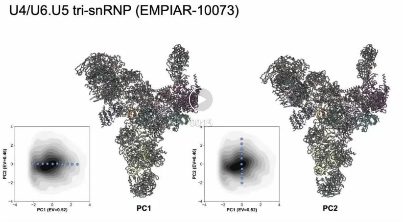 ByteDance Research登Nature子刊:AI+冷冻电镜,揭示蛋白质动态
