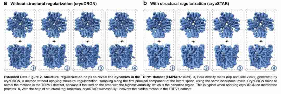 ByteDance Research登Nature子刊:AI+冷冻电镜,揭示蛋白质动态